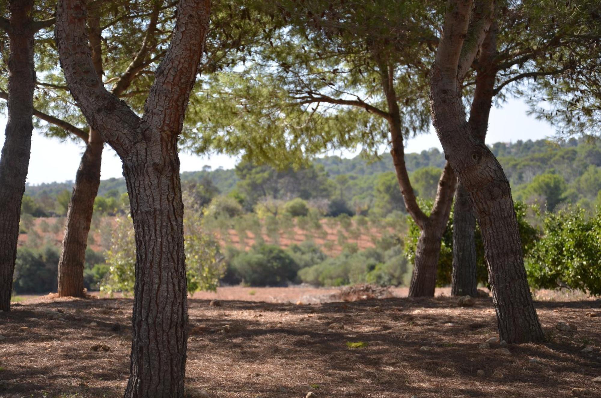 Finca Son Blat Porto Cristo Exterior foto